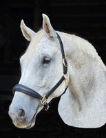 Halter-Italian Leather Padded Tapered nose, padded cut back crown
