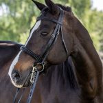 Vespucci Double Raised Weymouth Bridle