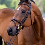 Vespucci Plain Raised Jumper Bridle