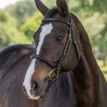 Vespucci Classic Dressage Snaffle Bridle