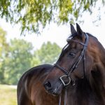 Vespucci Plain Raised Hunter Bridle