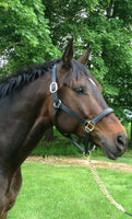 Classic Leather Halter with padded crown - CLEARANCE